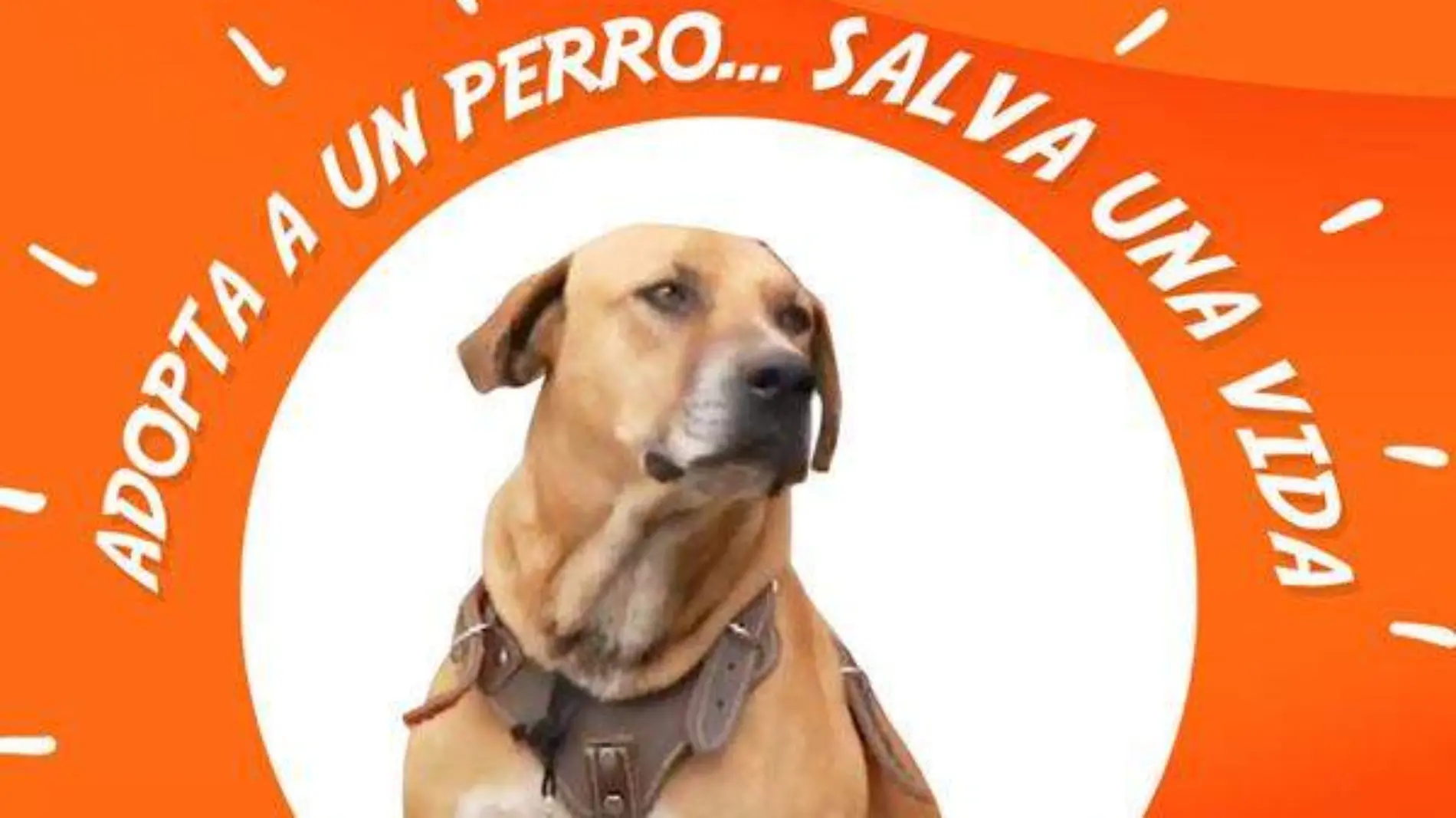 perrito grna bodega